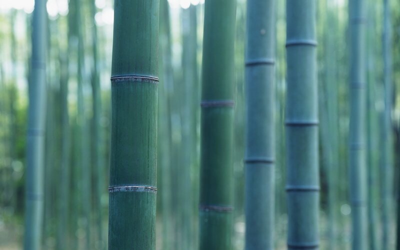 Green Bamboo Stalks — Serene, Morning