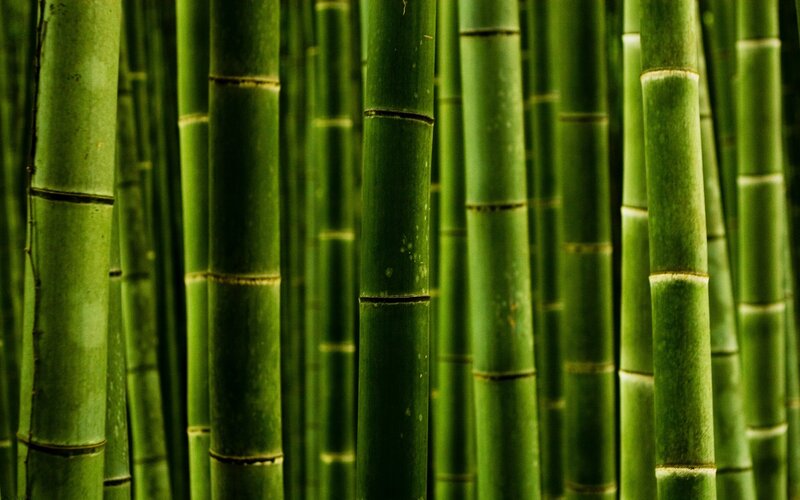Green Bamboo Stalks — Serene, Photograph, Forest