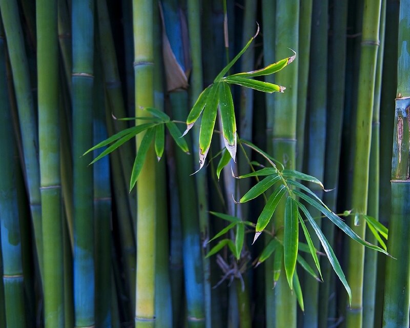 Green Bamboo Stalks — Serene, Photograph, Leaves, Blue