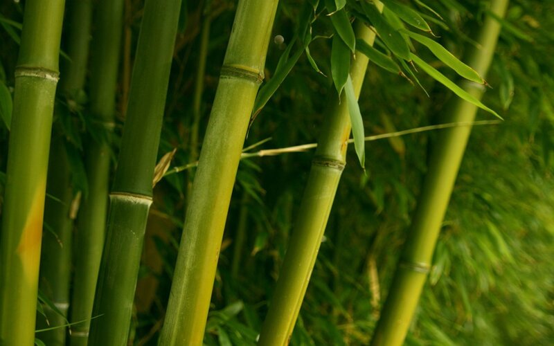 Green Bamboo Stalks — Serene, Photograph, Leaves
