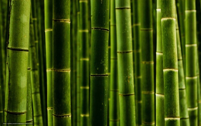 Green Bamboo Stalks — Serene, Photograph