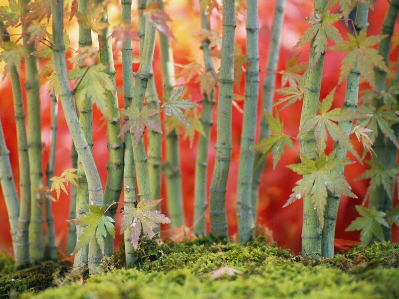 Green Bamboo Stalks — Serene