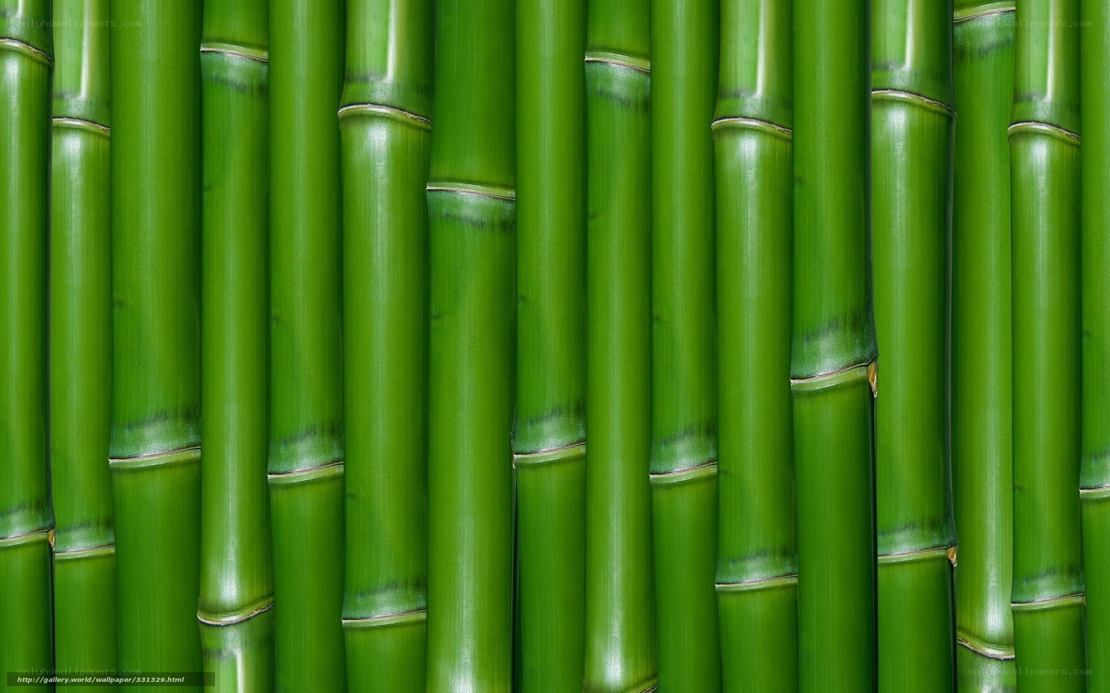 Green bamboo stalks