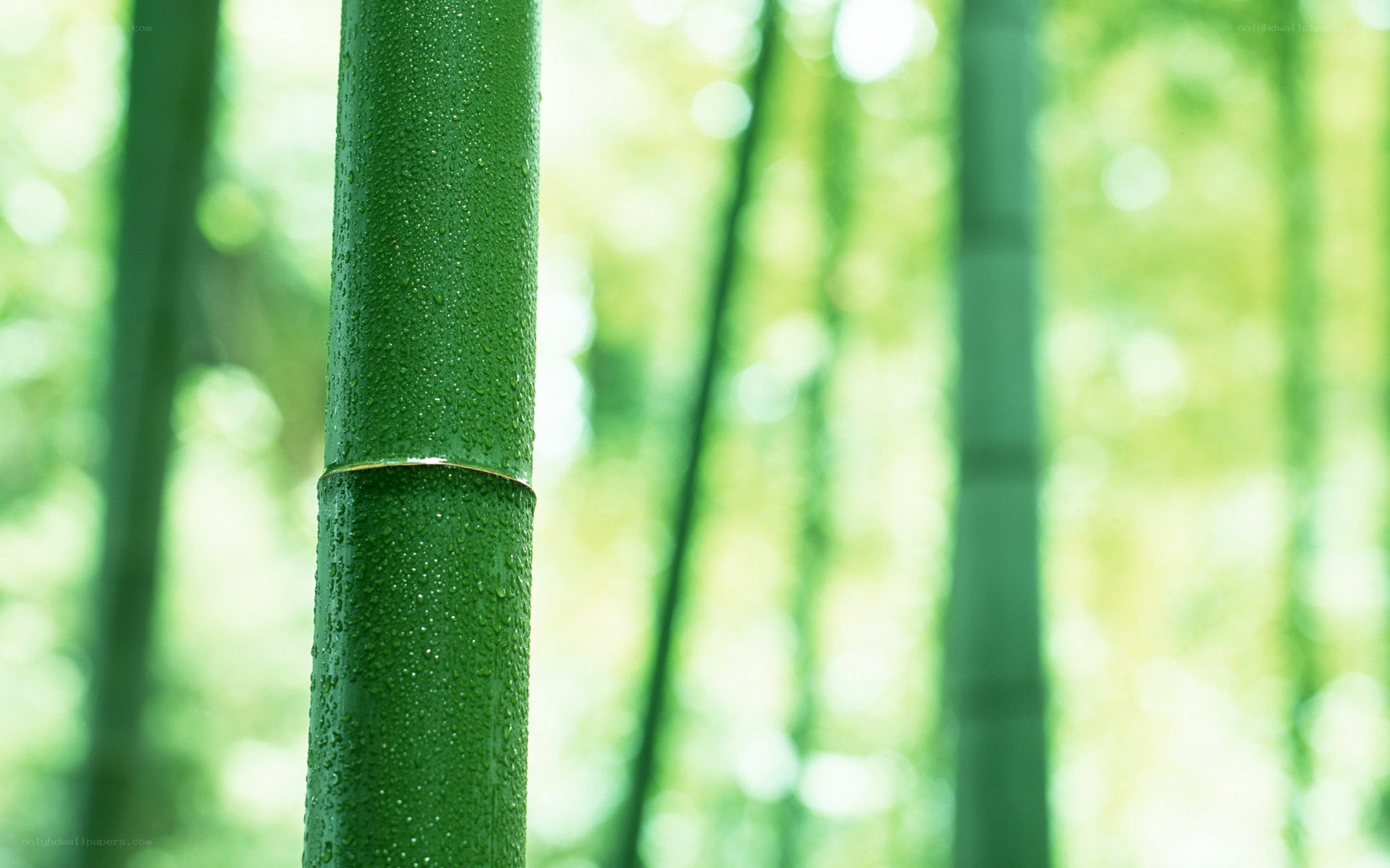 Green bamboo with dew drops