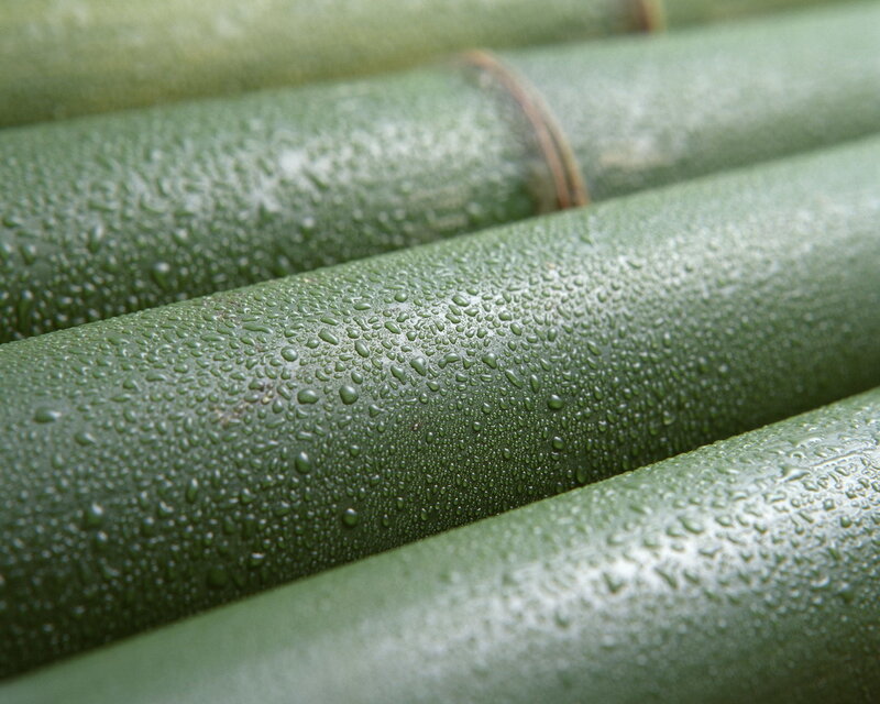 Green bamboo with water droplets