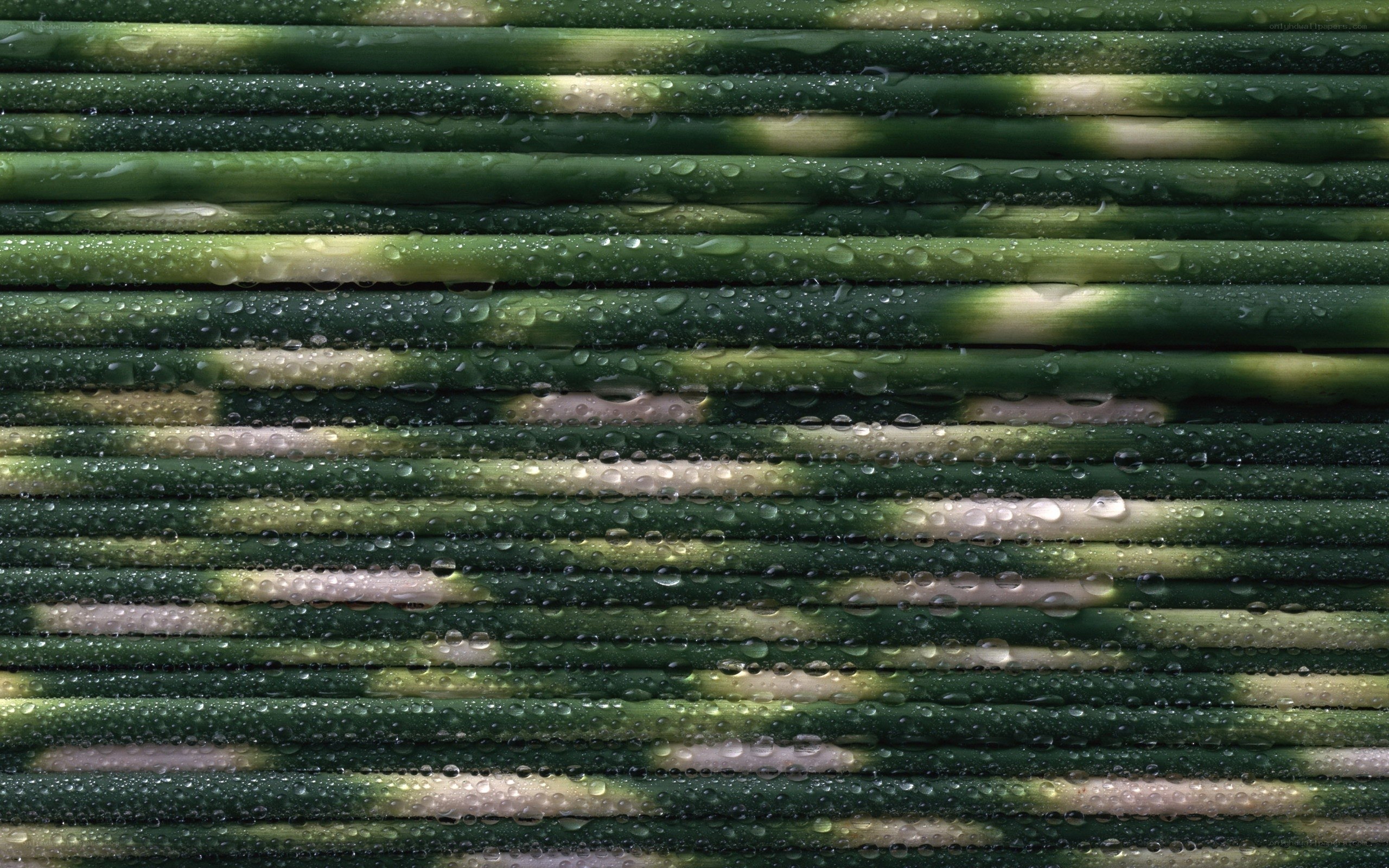 Green bamboo with water droplets