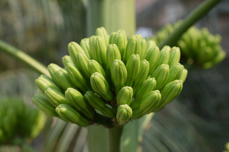 Green Banana Buds