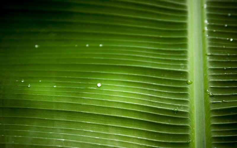 Green Banana Leaf — Serene, Photograph