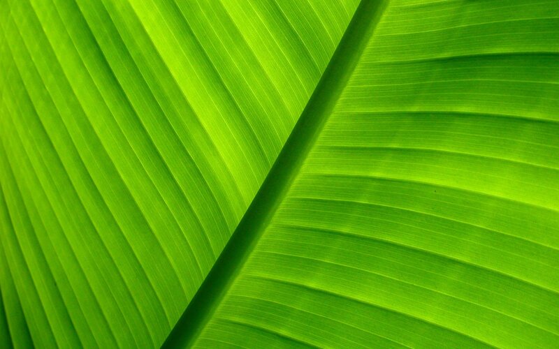 Green Banana Leaf — Serene