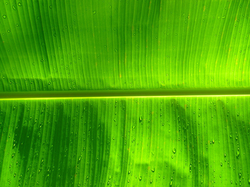 Green Banana Leaf