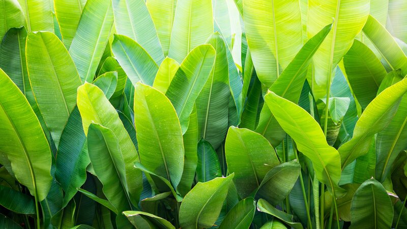 Green Banana Leaves