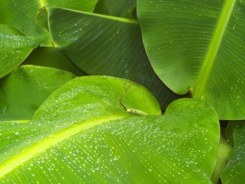 Green banana leaves with water droplets