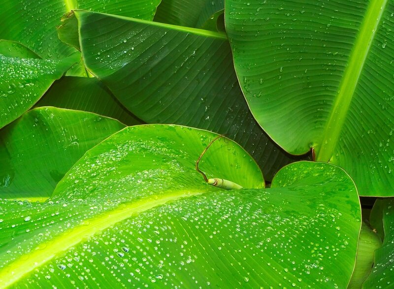 Green banana leaves with water droplets
