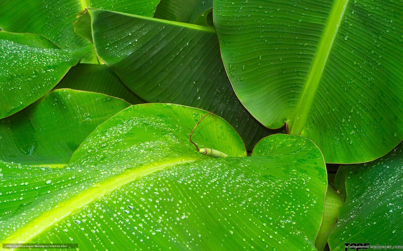 Green banana leaves with water droplets