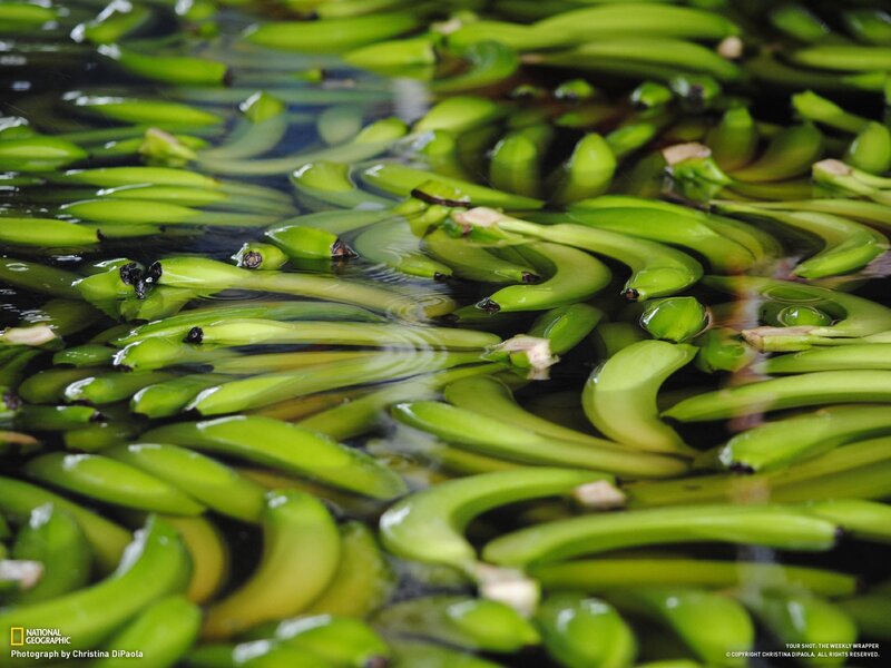 Green bananas in water