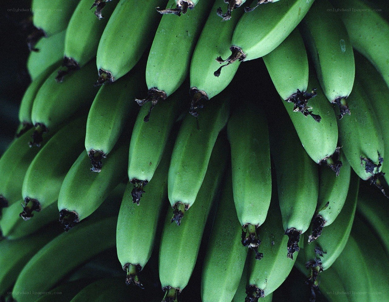 Green bananas on a bunch