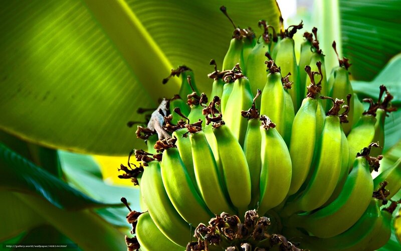Green Bananas on a Bunch — Natural
