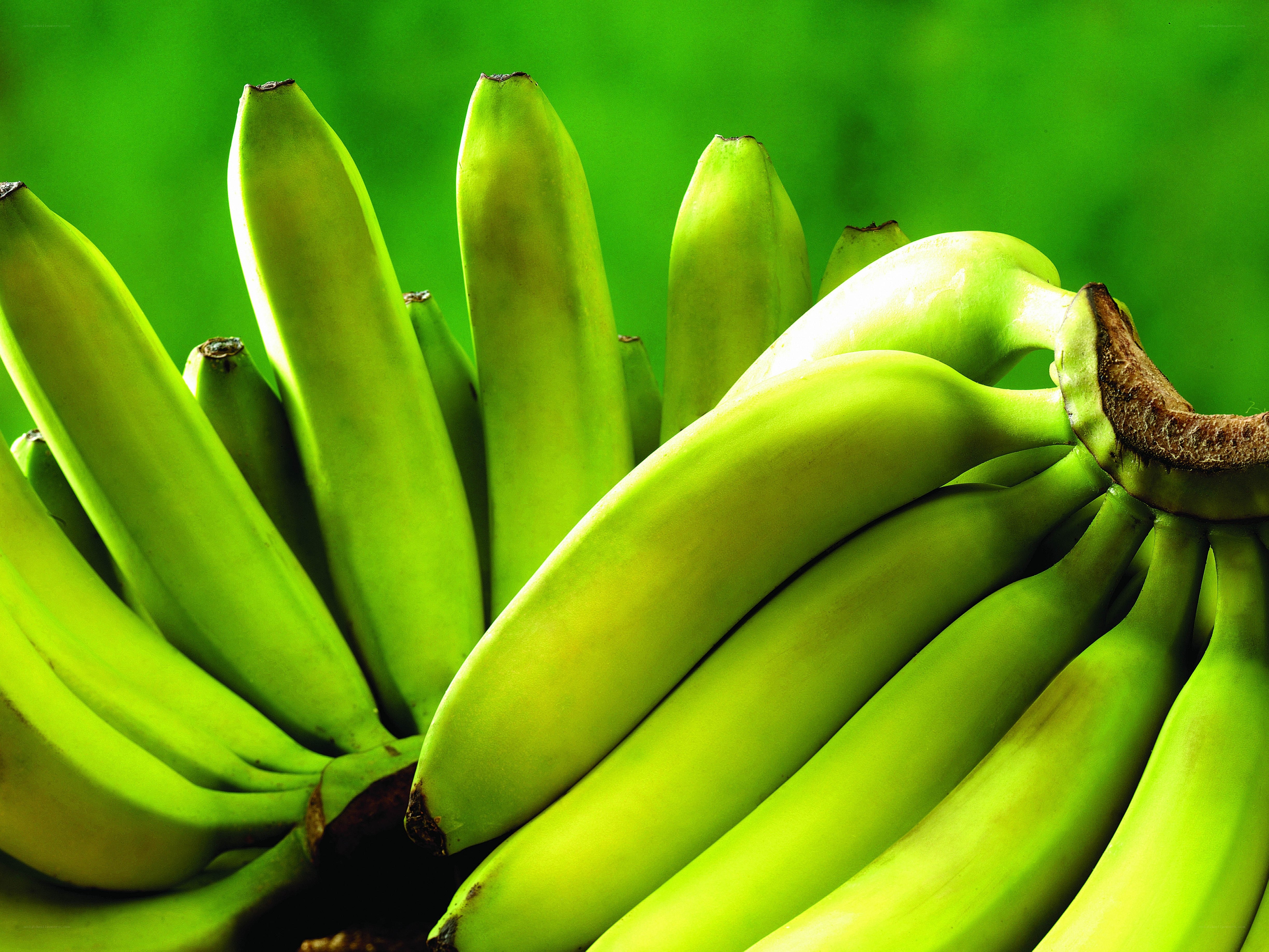 green bananas on a bunch