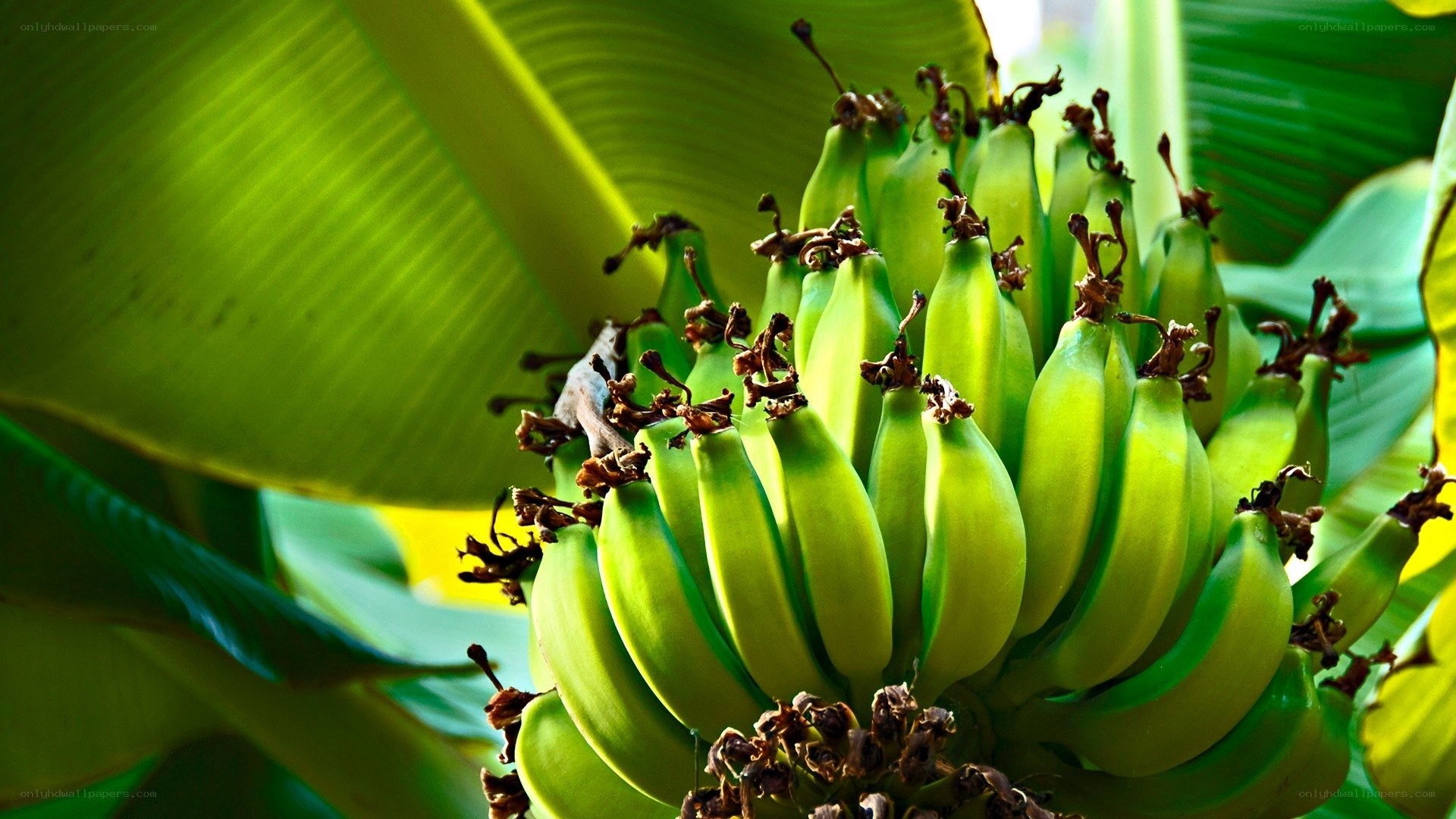 Green bananas on a plant