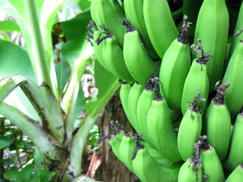 Green Bananas on a Tree — Natural