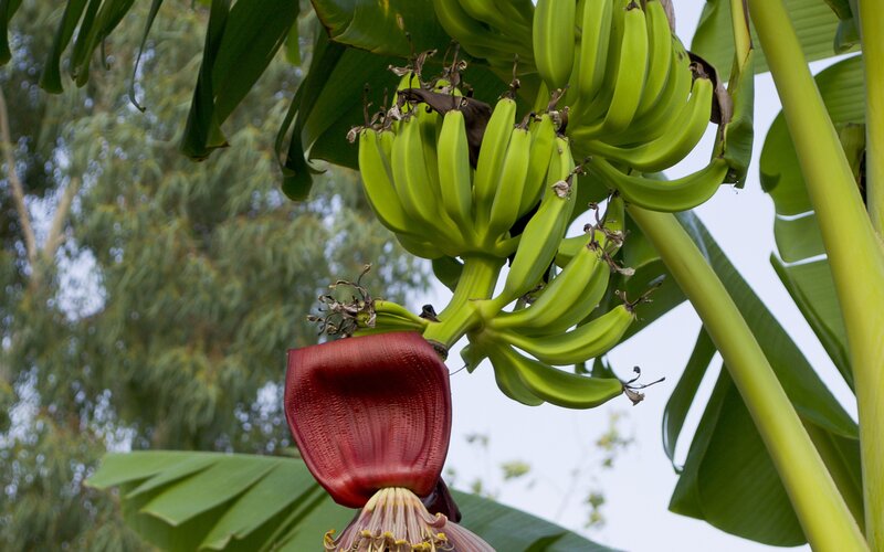 Green bananas on a tree