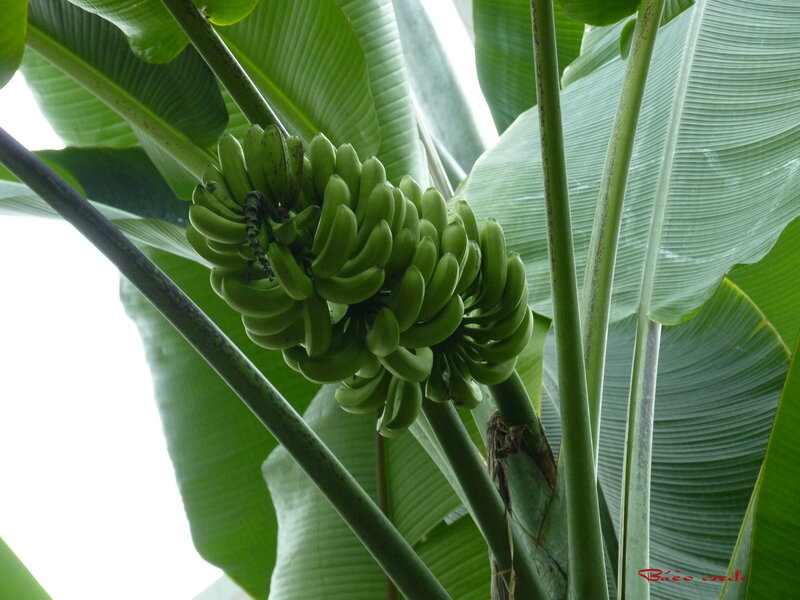 Green Bananas on Plant