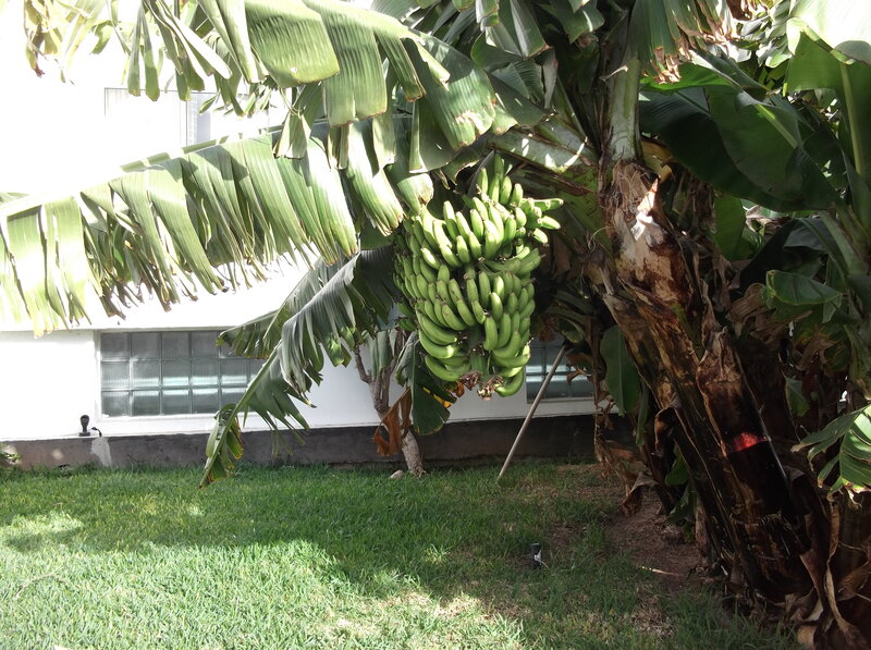 Green Bananas on Tree — Serene