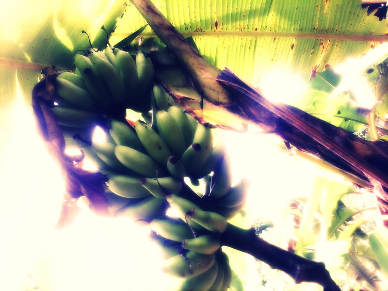 Green Bananas on Tree