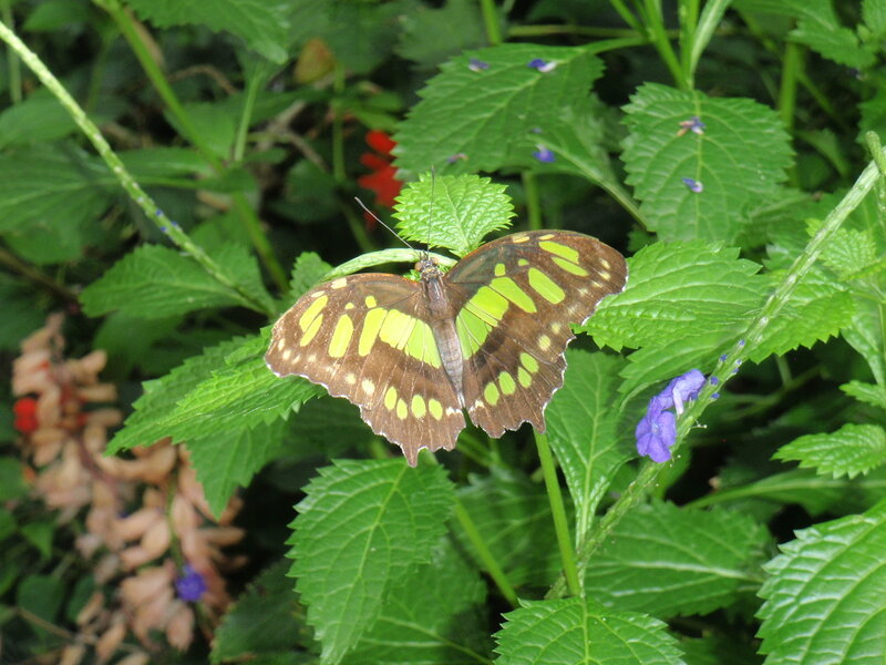 Green-banded Butterfly