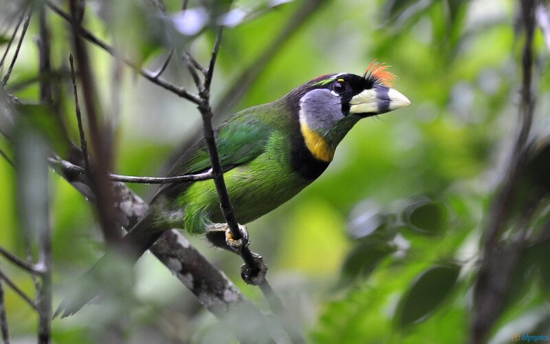 Green Barbet Bird — Natural