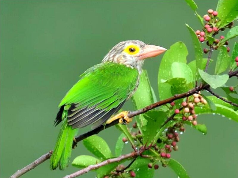 Green Barbet Bird