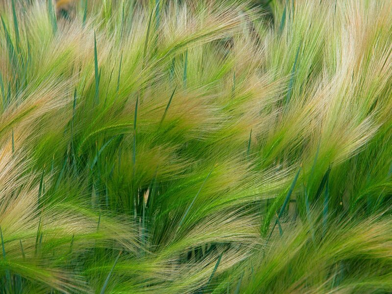 Green Barley Field