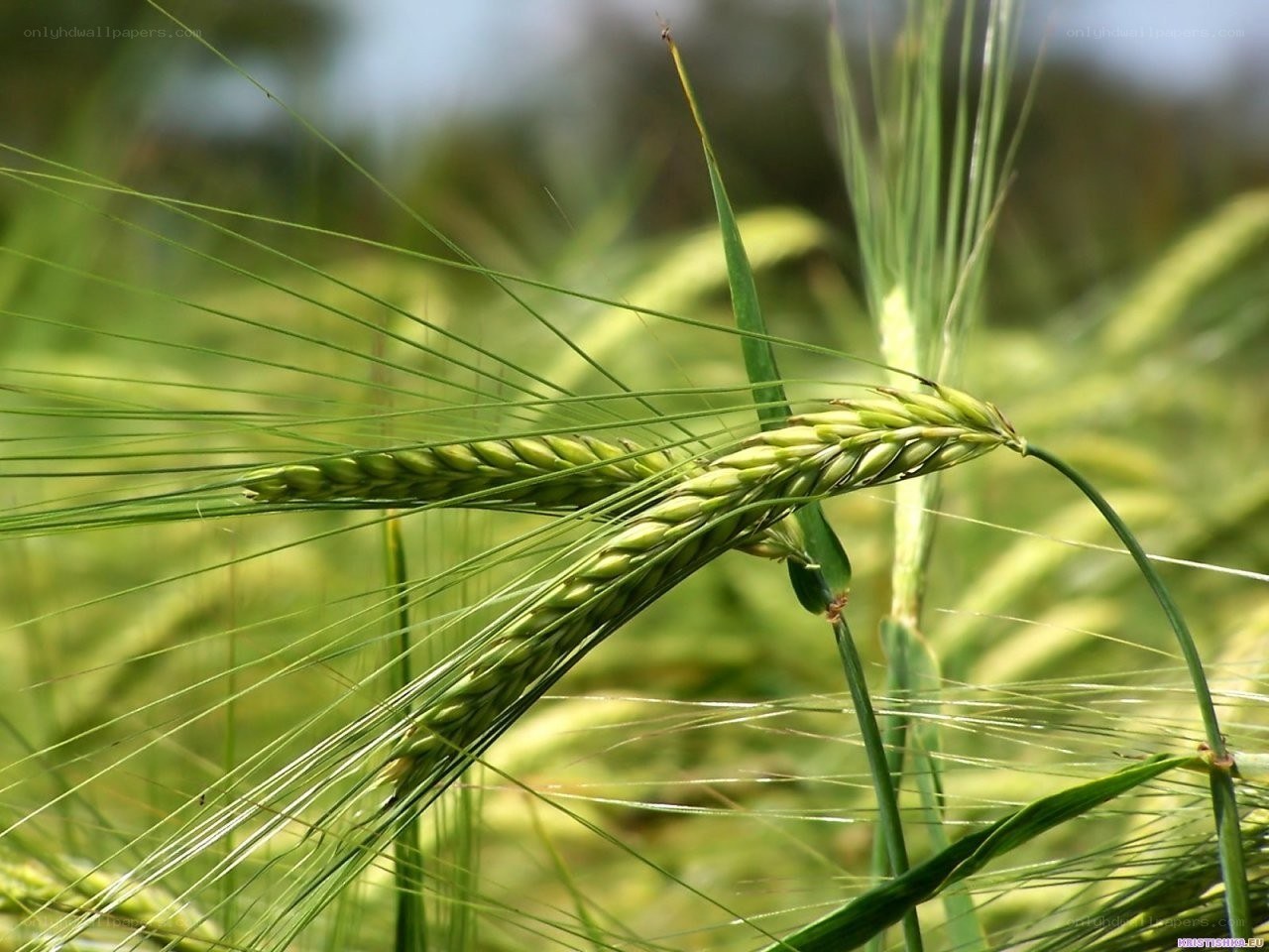 Green barley in a field