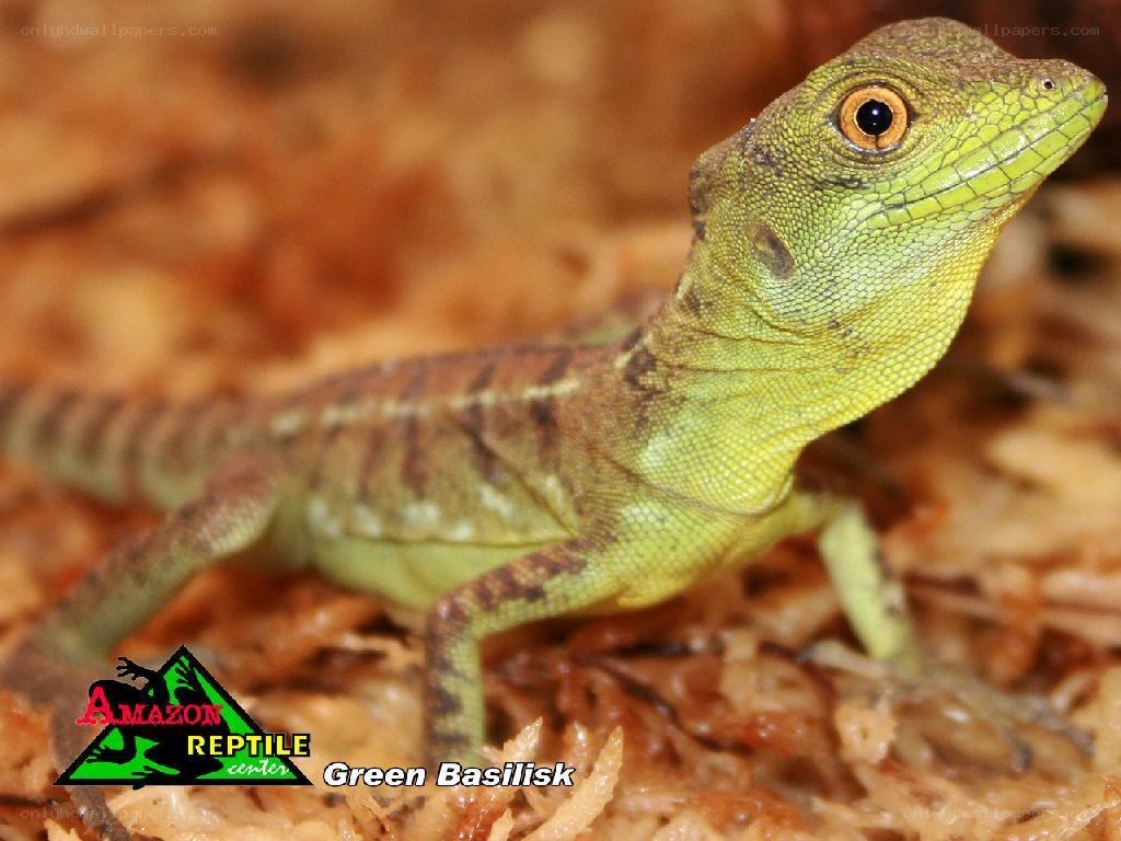 Green Basilisk Lizard