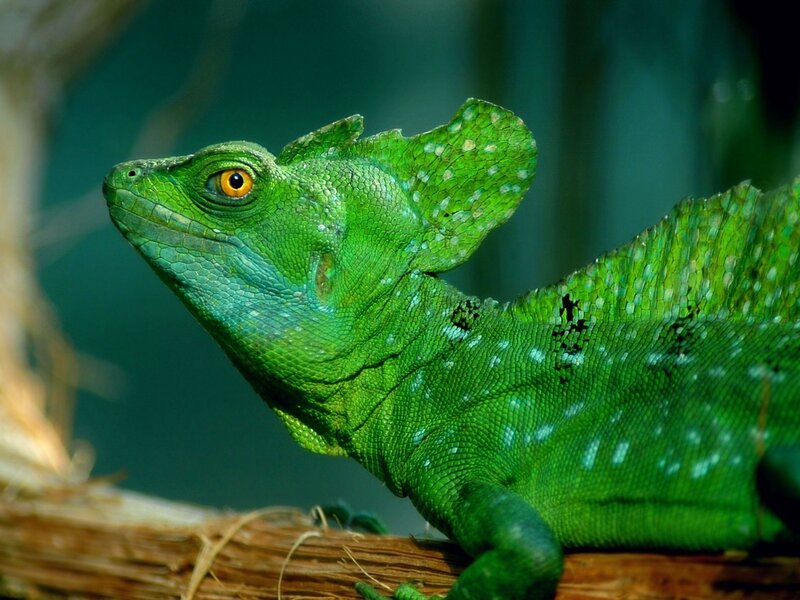 Green Basilisk Lizard — Alert, Photograph, Branch, Forest
