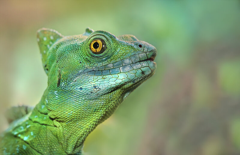 Green Basilisk Lizard — Alert, Photograph, Eye