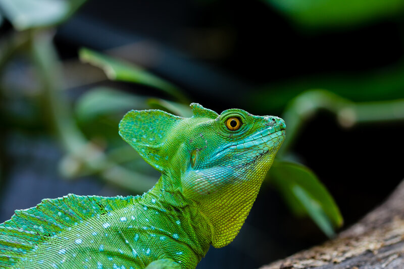 Green Basilisk Lizard — Alert, Photograph, Plant
