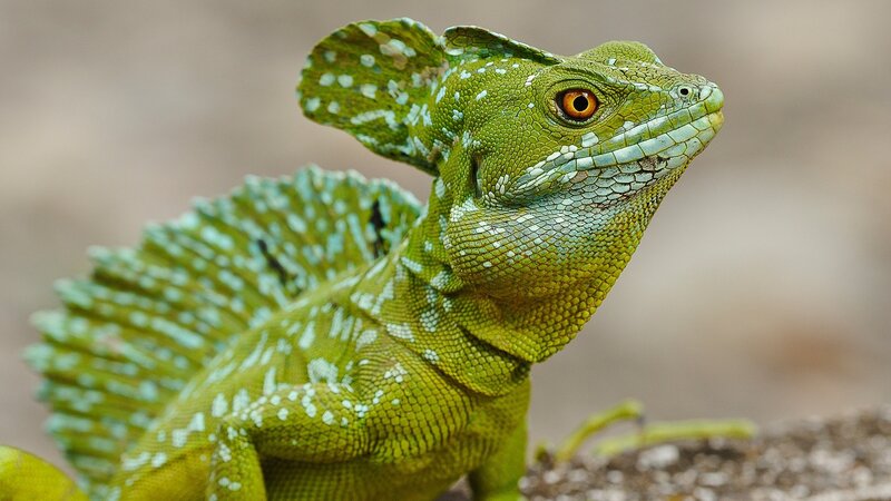 Green Basilisk Lizard — Alert, Photograph, Spiny Crest