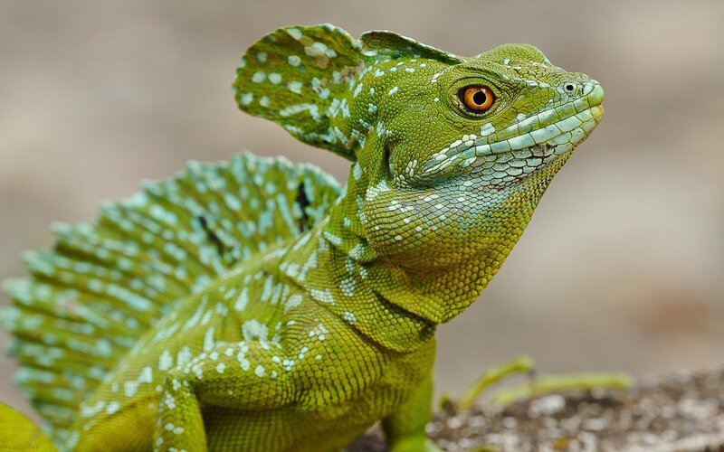 Green Basilisk Lizard — Alert, Photograph