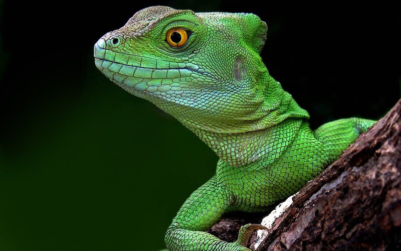 Green Basilisk Lizard — Alert, Photograph, Tree Branch
