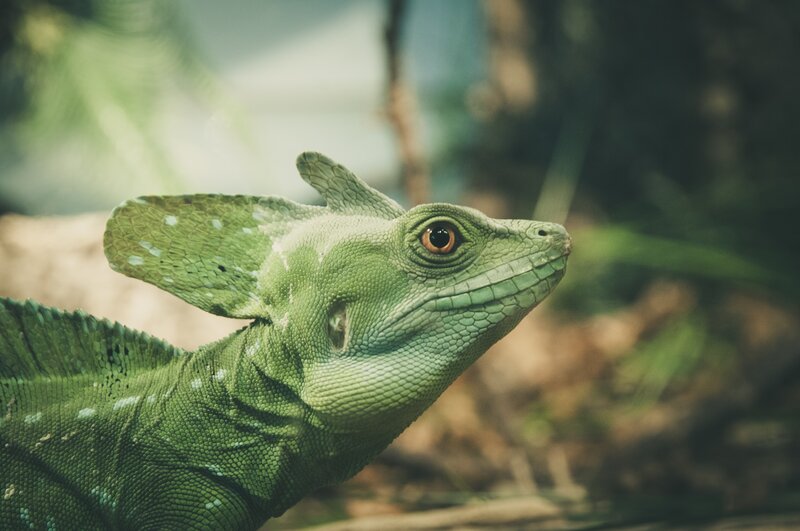 Green Basilisk Lizard — Calm, Photograph, Forest
