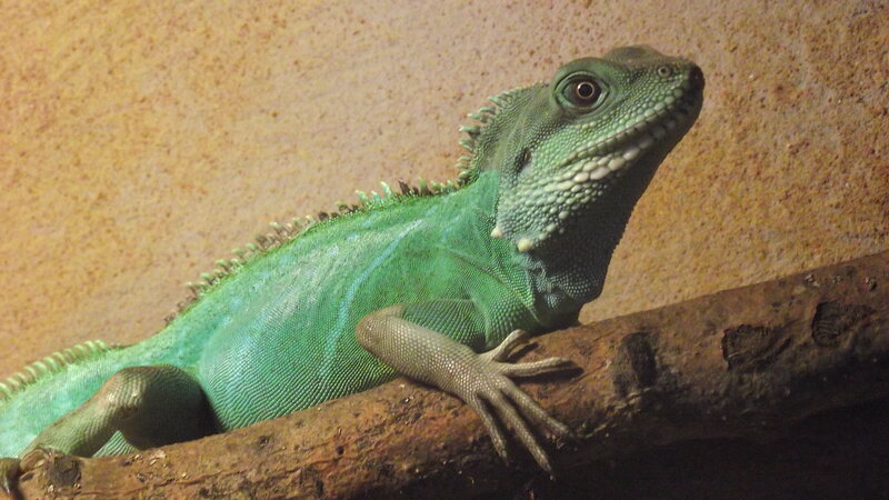 Green Basilisk Lizard — Calm, Photograph
