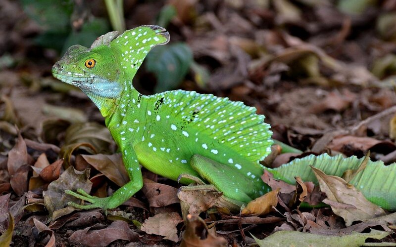 green basilisk lizard in forest