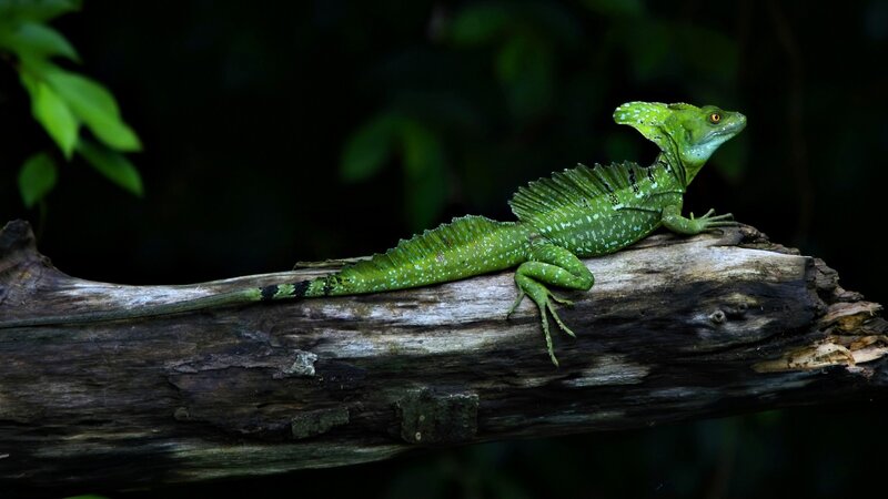 Green Basilisk Lizard — Log