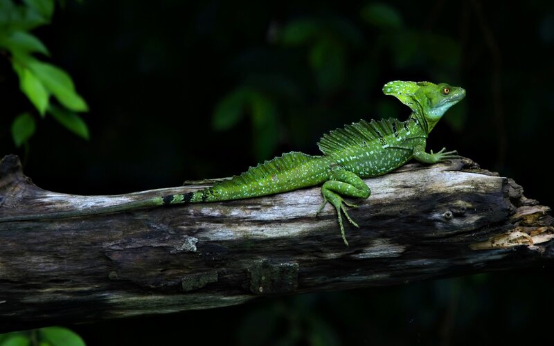Green Basilisk Lizard — Natural, Photograph, Log, Forest, Leaves, Brown, Black