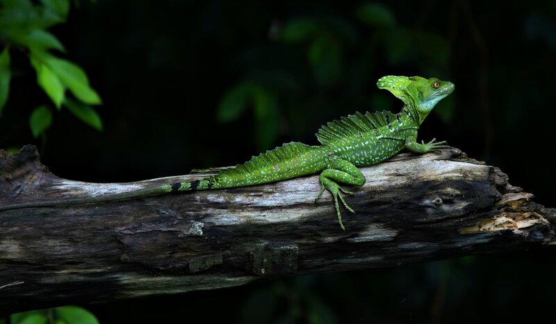 Green Basilisk Lizard — Natural, Photograph, Log, Forest, Leaves, Brown