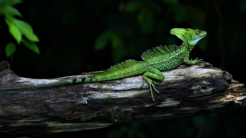 Green Basilisk Lizard — Natural, Photograph, Log, Forest
