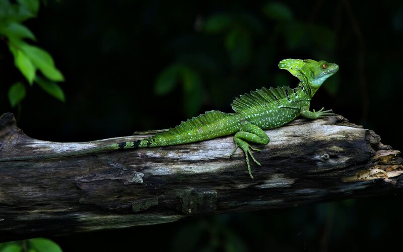 Green Basilisk Lizard — Natural, Photograph, Log