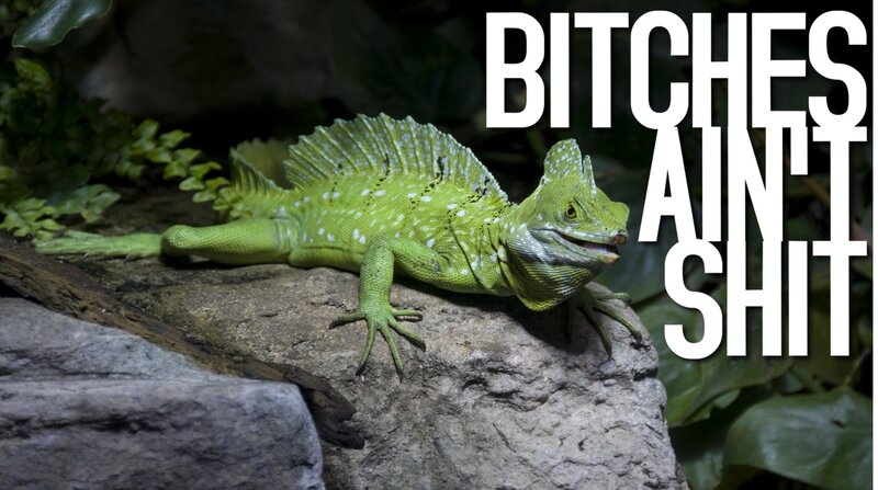 Green Basilisk Lizard — Neutral