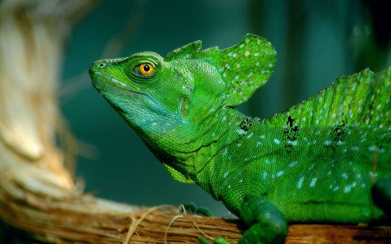 green basilisk lizard on branch
